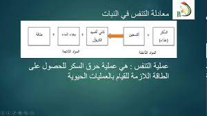 Ø§Ù„ØµÙ Ø§Ù„Ø³Ø§Ø¯Ø³ Ø§Ù„Ø¹Ù„ÙˆÙ… ÙˆØ§Ù„Ø­ÙŠØ§Ø© Ø§Ù„ØªÙ†ÙØ³ ÙÙŠ Ø§Ù„Ù†Ø¨Ø§Øª Youtube