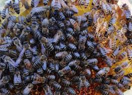 20 maja obchodzimy światowy dzień pszczoły. Dzien Pszczol Swieto Zapylaczy Uleuli Pl