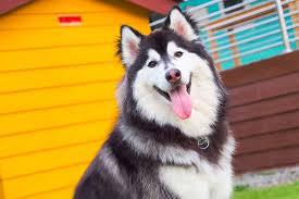 Clear creek animal hospital provides professional medical care for pets in charlotte, nc. Concord Nc Veterinary Services Foster Animal Hospital Clinic Concord Nc