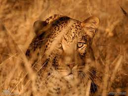 Natgeo Dangerous Animals National Geographic Animals Animals Of The World