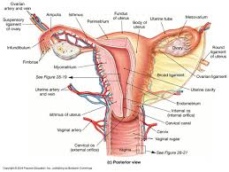 • muscles and ligaments form a pelvic floor. Some Thoughts On The Pelvis Art Of Thai Massage