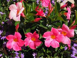 Evergreen climbing plants can be a great choice for uk gardens. 15 Of The Best Fast Growing Climbers Lawn Mower Hut