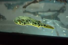 We did not find results for: Skinny And Delayed Tetraodon Schoutedeni Spotted Congo Shipment The Puffer Forum