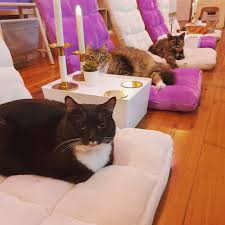 Escolher um dos gatos para cada um dos gatos conta a sua história para seu líder, o velho deuteronomy, na tentativa de ser o escolhido. Catflix Cat Cinema Catmosphere