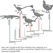 Evolutionists Scramble Fossil Egg Evidence The Institute