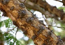 Image result for Acacia polyacantha