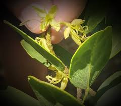 Image result for Rinorea ferruginea