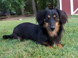 Dachshund Chihuahua Mix Black And Brown Adopt Shadow Adopted Ar On Petfinder Black And Tan Dachshund Adoptable Dachshund Dog Dachshund Mix