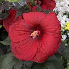 Image result for Hibiscus meyeri