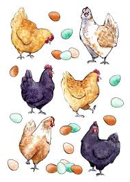 Chicken Planner Stickers Cute Farm Stickers Hand Drawn Etsy Animal Drawings Chicken Illustration Chicken Art