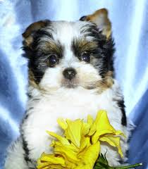 Pets and animals riverside 1,500 $. Yorkshire Terrier Puppies For Sale San Diego Ca 347485