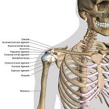 They allow you to swing your arms and. Labeled Anatomy Chart Of Shoulder Photograph By Hank Grebe