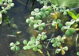 Image result for Marsilea aegyptiaca