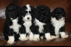 Success Portuguese Water Dogs Has Portuguese Water Dog Puppies For Sale In Beatrice N Portuguese Water Dog Puppy Portugese Water Dogs Hypoallergenic Dog Breed