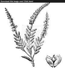 Ericaceae Erica Vulgaris Heather Flower Flower Drawing Flower Tattoo