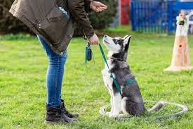 Dein gewaltfreies und faires hundetraining im münchner süden. 7 Tipps Fur Erfolgreiches Hundetraining Fur Anfanger