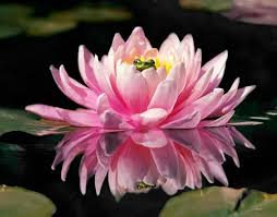 Pin Van Regina Kriesten Op Lotus Waterlelies Waterlelies Lotus