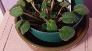 Check spelling or type a new query. My African Violet Is Dying
