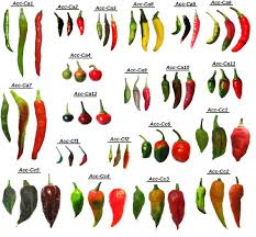 If you bought the game, you can get atomic heart for free from Icp Ms Based Analysis Of Mineral Elements Composition During Fruit Development In Capsicum Germplasm Sciencedirect
