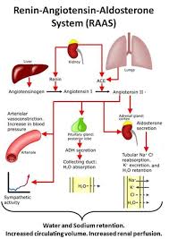 Image result for active site ace enzyme