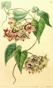 Image result for Xysmalobium sessile