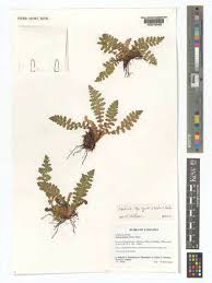 Image result for Mohria