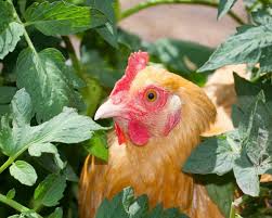 Maybe you would like to learn more about one of these? Animals Eating My Tomato Plants Thriftyfun