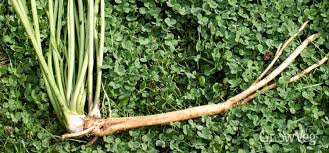 They are moist and are capable of harboring bacterial growth. How To Grow Harvest And Prepare Horseradish