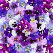 Graphic Background Pansy Easter Spring Flo Pansies Pansies Flowers Parts Of A Flower