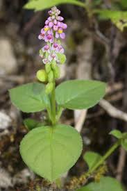 Image result for Polygala gossweileri