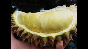 Durian séché sau rieng say 100g vietnam. Cach Lam Sáº¥y Rieng Sáº¥y Kho May Sáº¥y Sáº§u Rieng Kho May Sáº¥y Nong Sáº£n