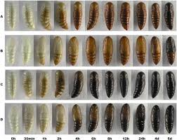 Pupal melanization is associated with higher fitness in Spodoptera ...