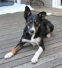 Border Collie Dog Breed Information And Pictures Short Haired Border Collie Border Collie Collie