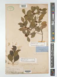 Image result for Olinia chimanimani