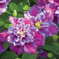 Vinca and viola both have small purple or blue flowers and are. Perennials Bulbs And Flowers For Grow Zone 6 Gurney S Clematis Flower Flowering Vines Clematis Plants