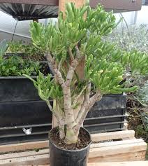 How long does it take for a cactus to grow? Jade Plant Gumby Crassula Portulacea Plant 1 Gallon Organic Strictly Medicinal Seeds
