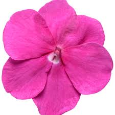 Image result for Impatiens sylvicola