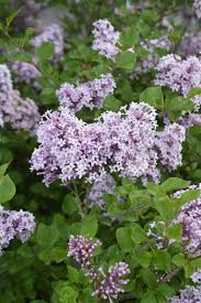 6:41 qvctv 1 326 просмотров. Dwarf Korean Lilac Kiwi Nurseries Ltd