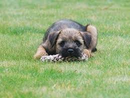 5 Ways To Keep Cats And Dogs Away From Your Garden In 2020 Dogs Dog Breeds Border Terrier