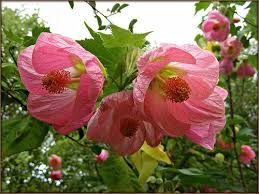Maybe you would like to learn more about one of these? Abutilon Spp Chinese Lantern Tree Screening Function Chinese Lanterns Fragrant Garden Lanterns