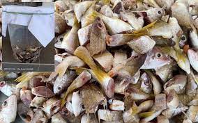 Cara membuat pupuk organik dari ikan harus anda simak. Cara Paling Jimat Mudah Buat Baja Ikan Untuk Pokok Ni Caranya Keluarga