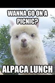 Animal Jokes Are The Best Funny Puns Haha Funny Laugh