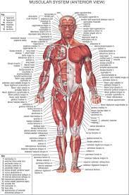 Human Body Muscular System Anter View Diy Frame Poster Print Silk Fabric 12x18 20x30 24x36 27x40 Inch Print Wall Decor Muscular System Body Muscular Systemhuman Body Muscular Aliexpress