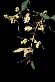 Image result for Euclea undulata