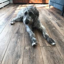 Photo by absolute flooring inc. Best Flooring For Pets Best Vinyl Plank Flooring For Pets