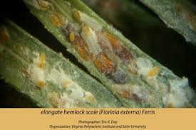 Image result for Viscum subserratum