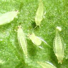 How to make a simple organic insecticide spray (aphids, blackfly, whitefly etc) 2021, smět. How To Get Rid Of Thrips Planet Natural