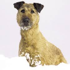 Image result for irský teriér