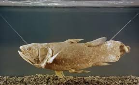 Image result for Coelachyrum