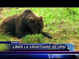 We did not find results for: Liber La VanÄƒtoare De UrÈ™i Youtube
